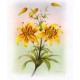 PRINT ROB POHL COLLECTION Lilies A